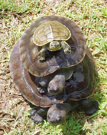 TurtlesAllTheWayDown.jpg